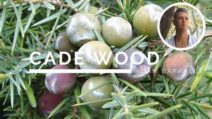 [Bad News] Cade Wood Obituary News: What Actually Happened? Encinitas CA, San Dieguito Academy (SDA) Student, Cade Wood Died by Suicide, Family Mourns The Loss